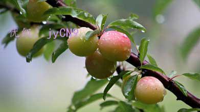 ļ